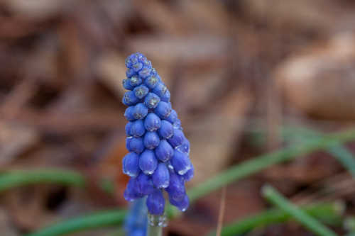 Muscari botryoides #4